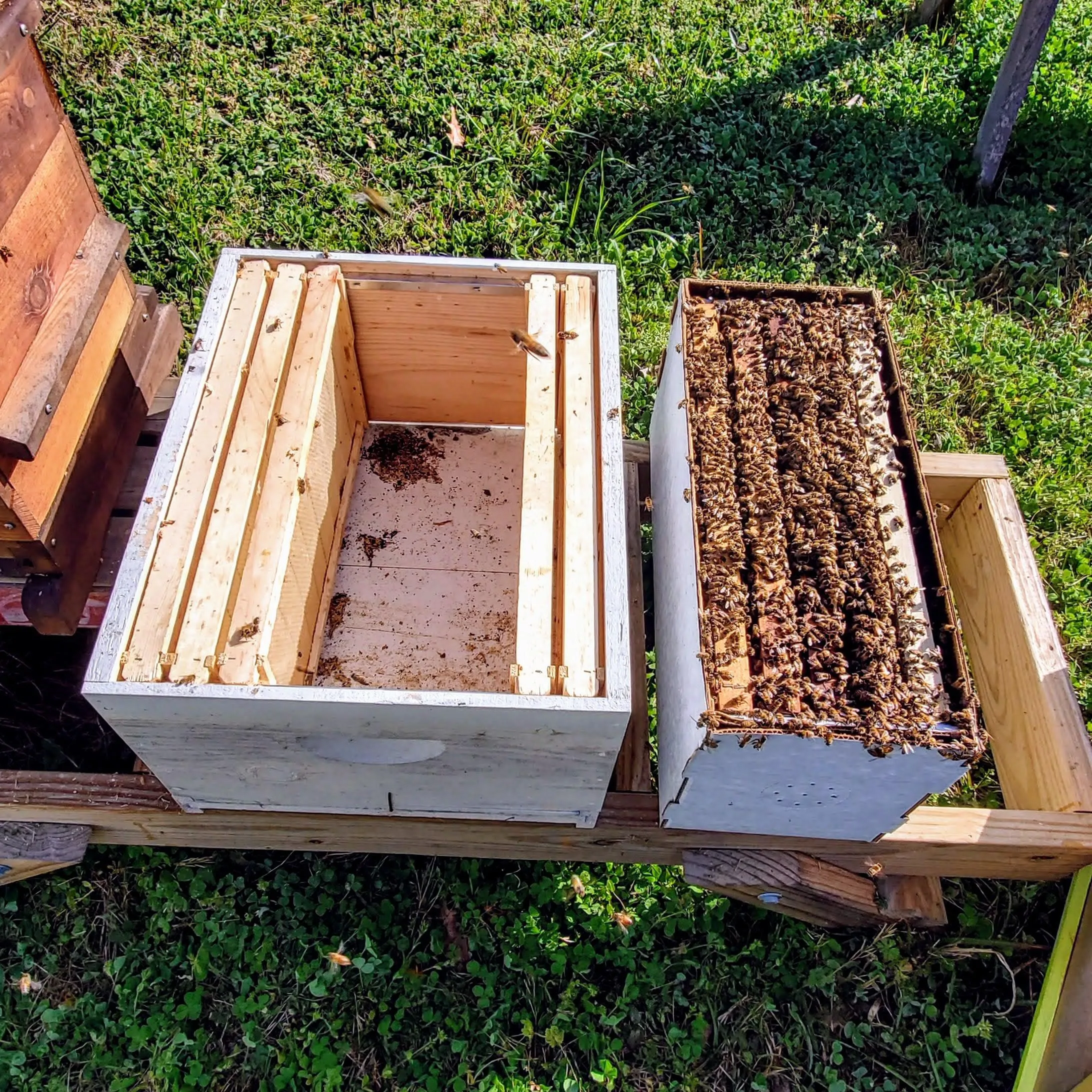 2024 Alabama Nucleus Hive with Bees