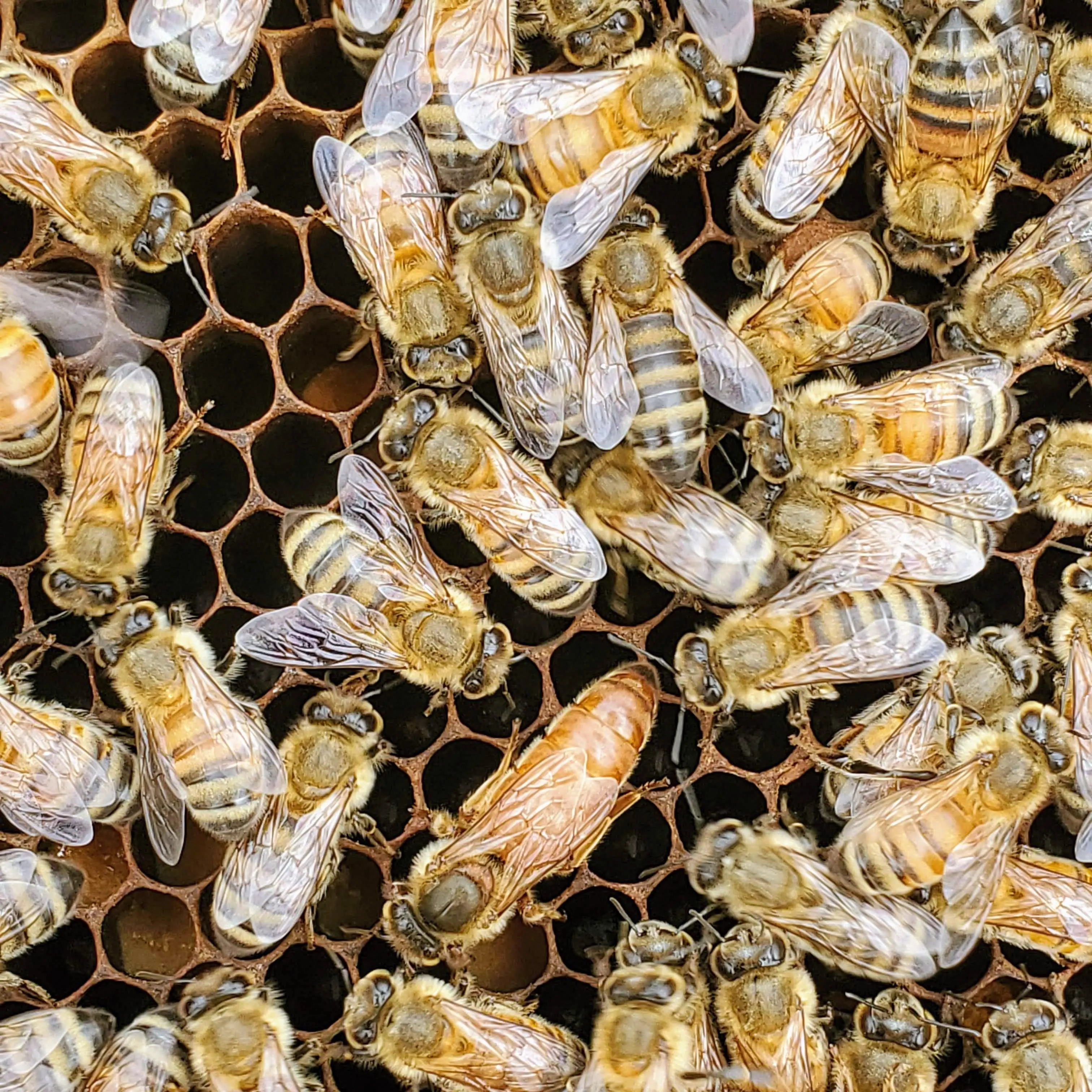 2024 Alabama Nucleus Hive with Bees