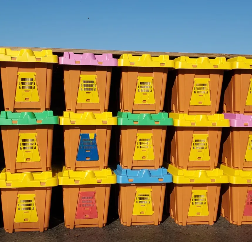 2024 Alabama Nucleus Hive with Bees