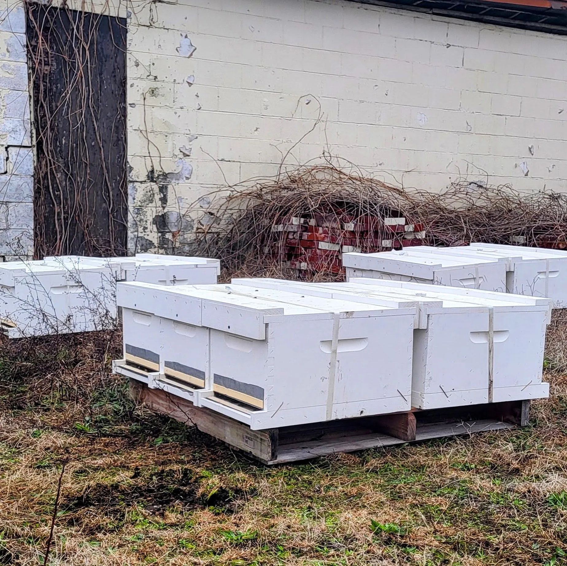 2024 Alabama Nucleus Hive with Bees