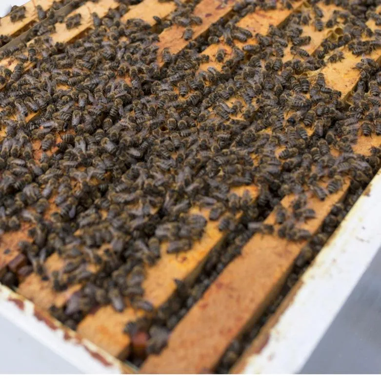 2024 Alabama Nucleus Hive with Bees