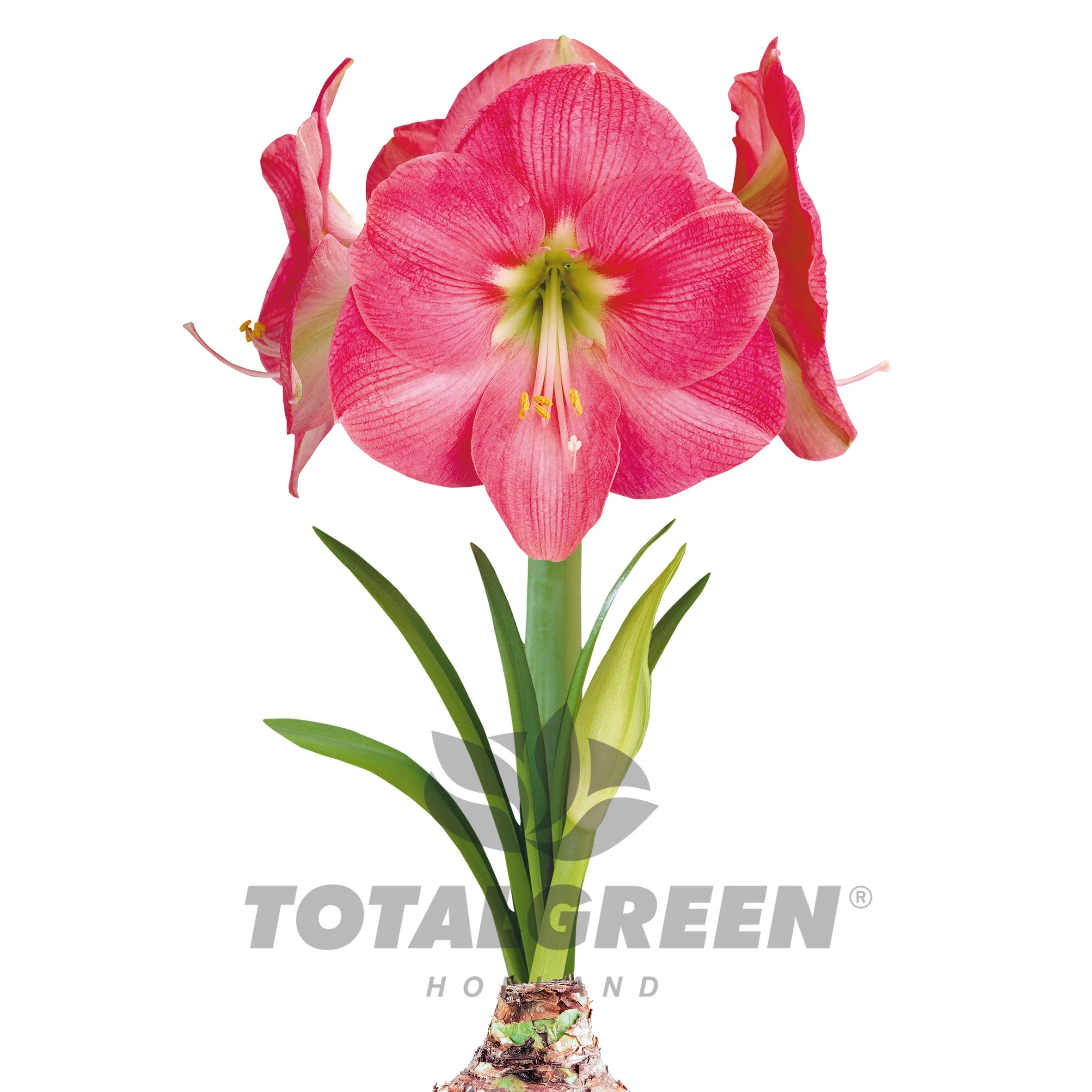 Amaryllis Grow Kit