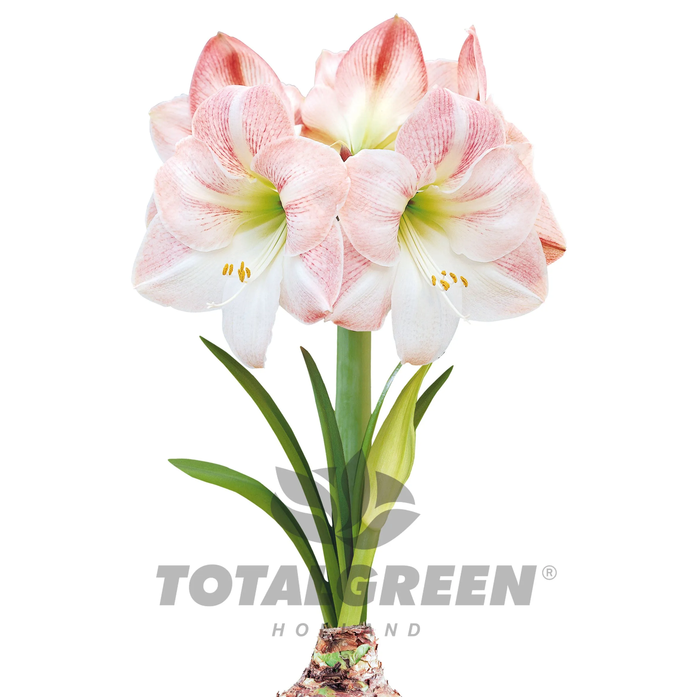 Amaryllis Grow Kit