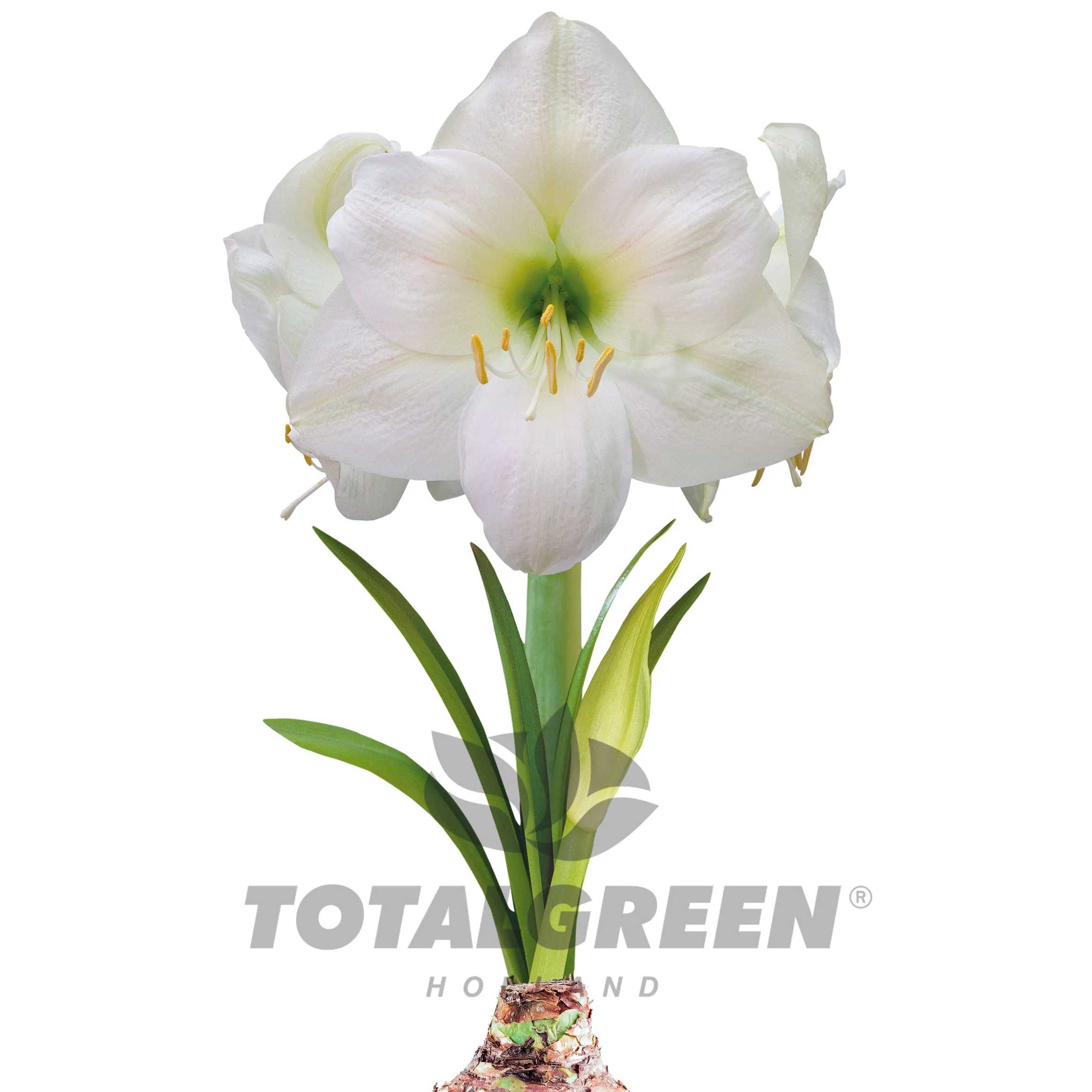 Amaryllis Grow Kit