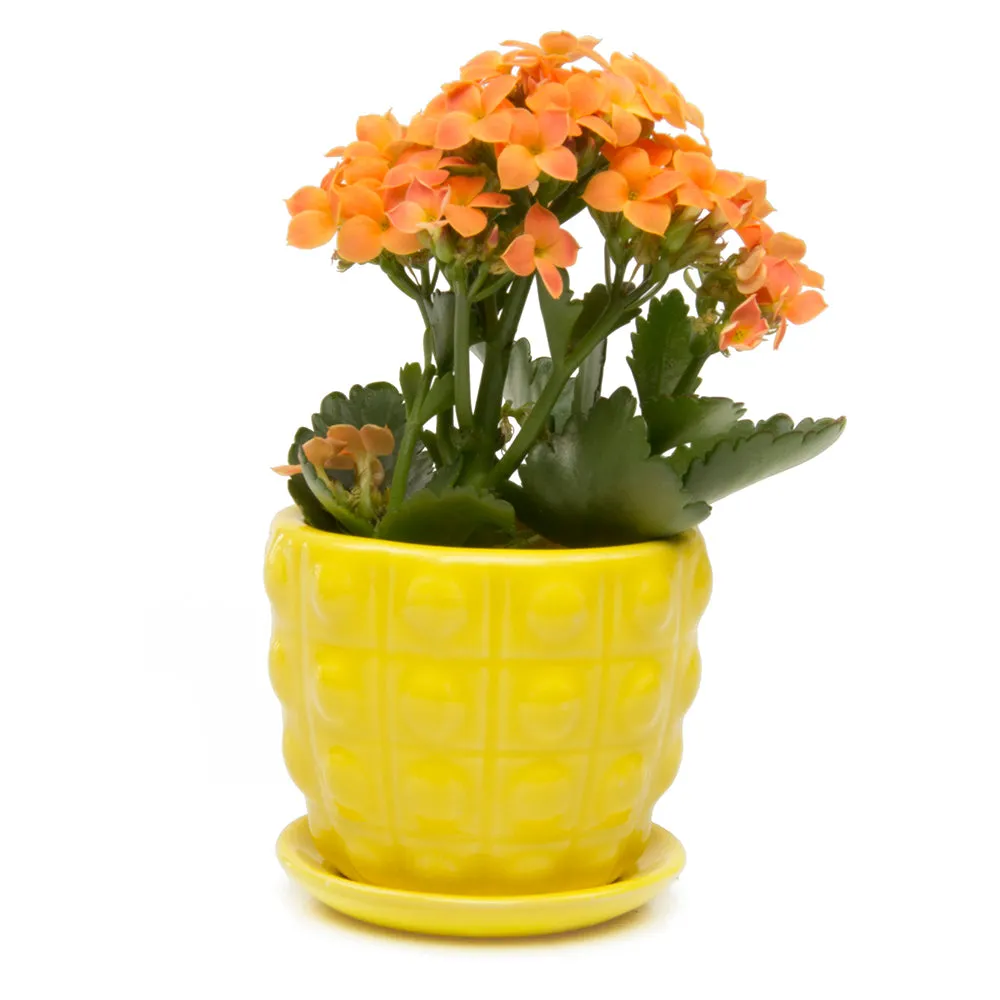 Convex Ceramic Pot With Drainage Hole And Saucer Kit