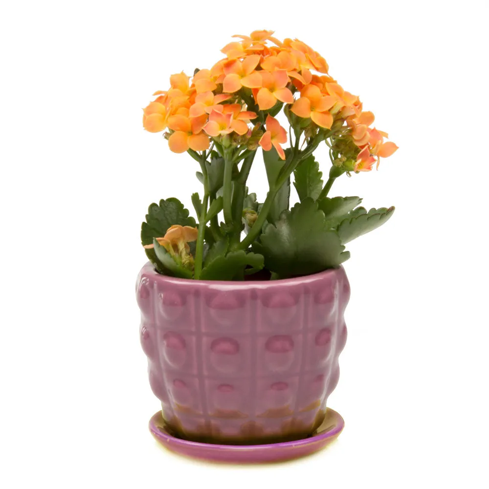 Convex Ceramic Pot With Drainage Hole And Saucer Kit
