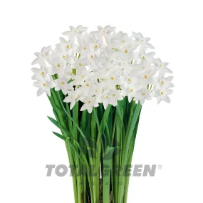 Narcissi Paperwhites Grow Kit