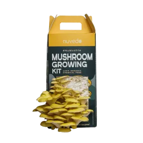 Nuvedo Golden Oyster Mushroom Growing Kit