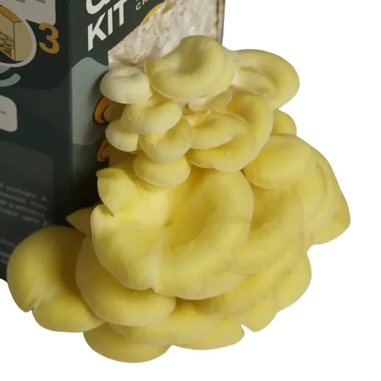Nuvedo Golden Oyster Mushroom Growing Kit