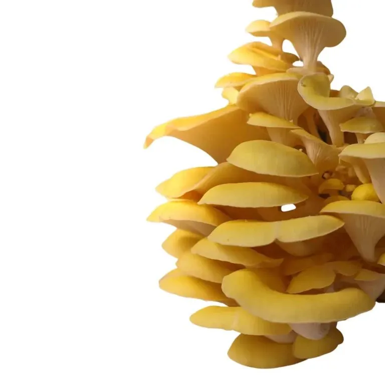 Nuvedo Golden Oyster Mushroom Growing Kit