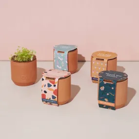 Tiny Terracotta Indoor Garden Grow Kit