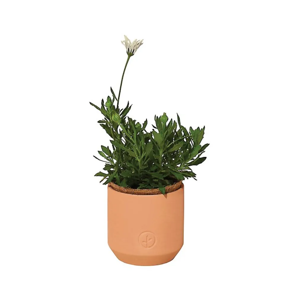 Tiny Terracotta Indoor Garden Grow Kit